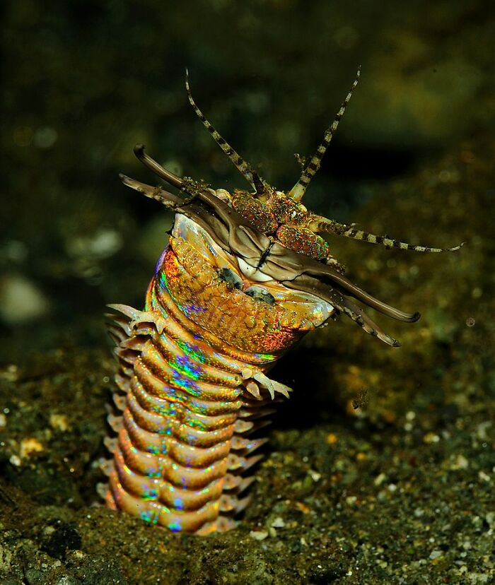 I dive every once in a while, and I once saw a bobbit worm

Do not look it up if you want to sleep