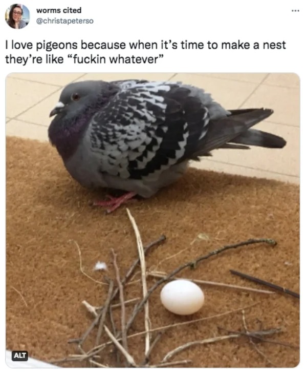 funny tweets - bad pigeon nests - worms cited I love pigeons because when it's time to make a nest they're "fuckin whatever" Alt