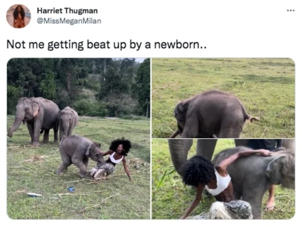 funny tweets - fauna - Harriet Thugman Not me getting beat up by a newborn..