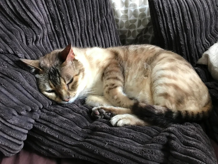 “I just moved into a new terrace house and this kitty climbs into my room and sleeps on my bed.”