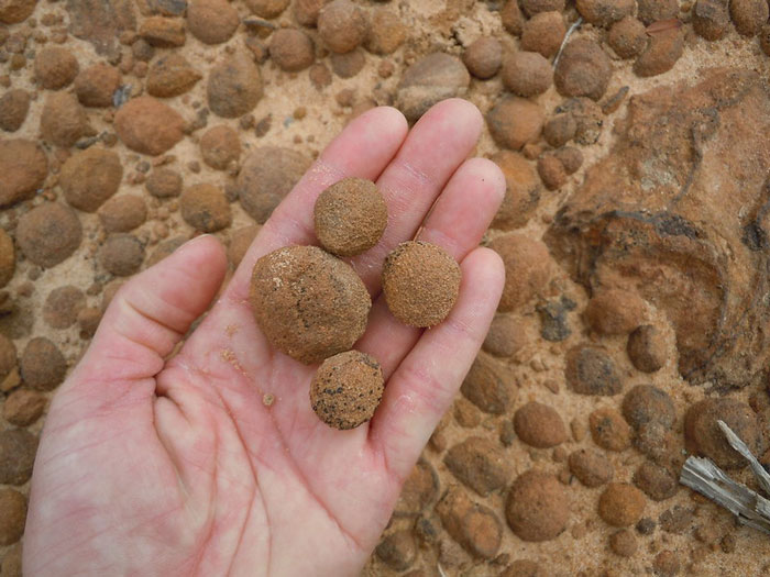 I have a geology degree that I've never used professionally, so I am going to show you the most [messed up] things I can do with it. Oh, you found a bone on the ground and you want to know if it's a fossil or a dead animal. Literally, any other field of science is going to tell you take it home, do some tests on it, examine it, date it, whatever. What's a field geologist gonna do - they lick it. As a fossil will stick to your tongue but a modern bone will not. You might be like, "But gee, Lauren, how often does that mean you've licked animal bones?" Next question, please. You found a fairly smooth sedimentary rock. Is it siltstone or mudstone? Guess what you do. No, a field geologist isn't going to look at it, they're gonna chew it. So you just take a little bite, rub it between your teeth. If it has a toothpastey texture, then that's a siltstone, if it has a peanut buttery creamy texture, then it is a mudstone.