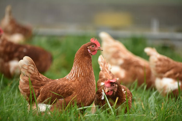 Keeping chickens for eggs costs far more money than it ever would be to buy eggs from the store.