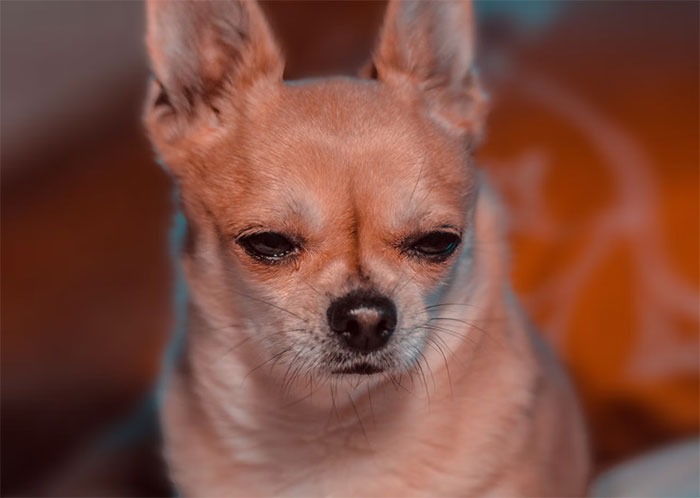 Awful Guests in your Home - chihuahuas aggressive
