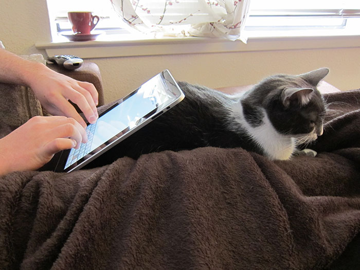 Awful Guests in your Home - ipad cat