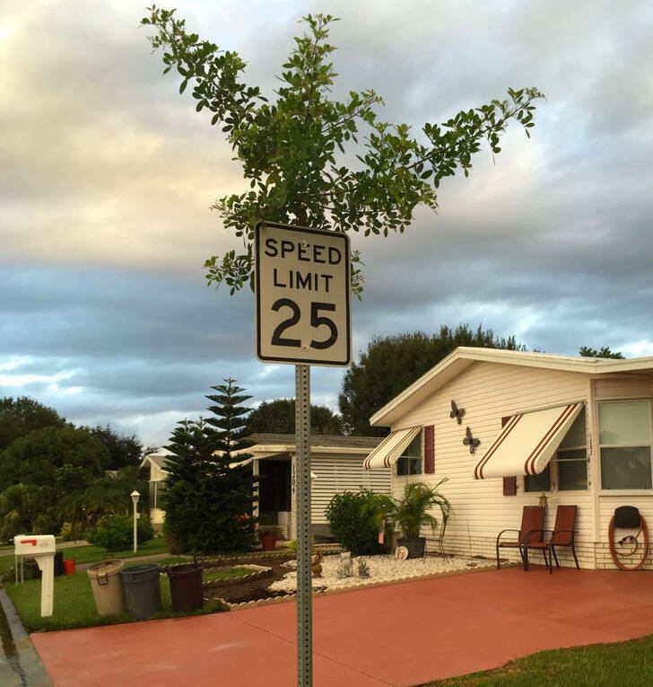 fascinating pics and cool things - speed limit sign - Speed Limit 25 Lod