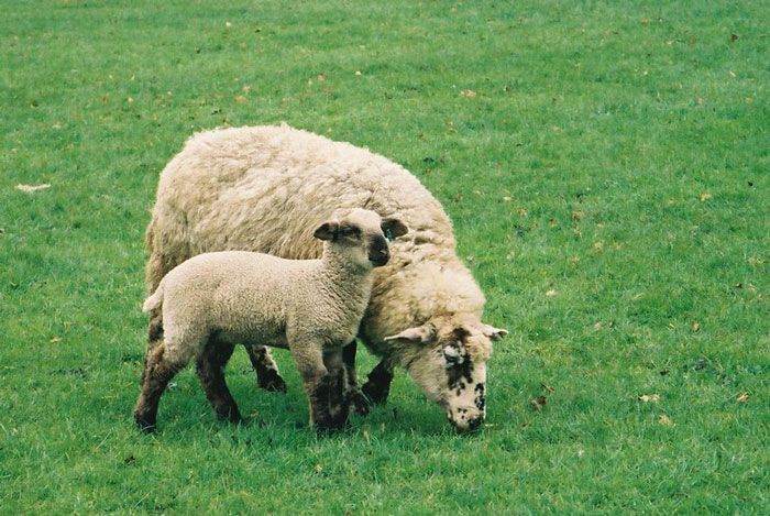 My school friend lived on a farm in Wales. The first time I went round a sheep ran down the stairs as we were going in through the front door. There was also a newborn baby lamb warming in the Aga because it was struggling to stay alive.