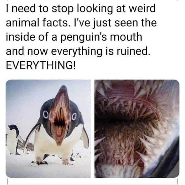 Pictures Filled with Nope - penguin mouth - I need to stop looking at weird animal facts. I've just seen the inside of a penguin's mouth and now everything is ruined. Everything! Oo V