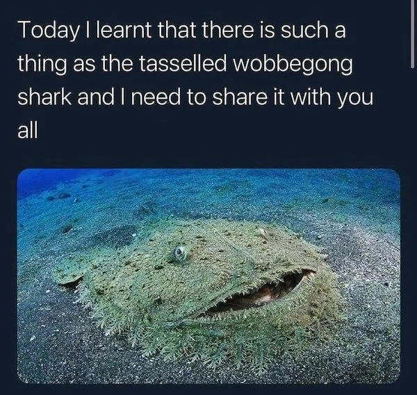 Pictures Filled with Nope - tasselled wobbegong shark - Today I learnt that there is such a thing as the tasselled wobbegong shark and I need to it with you all