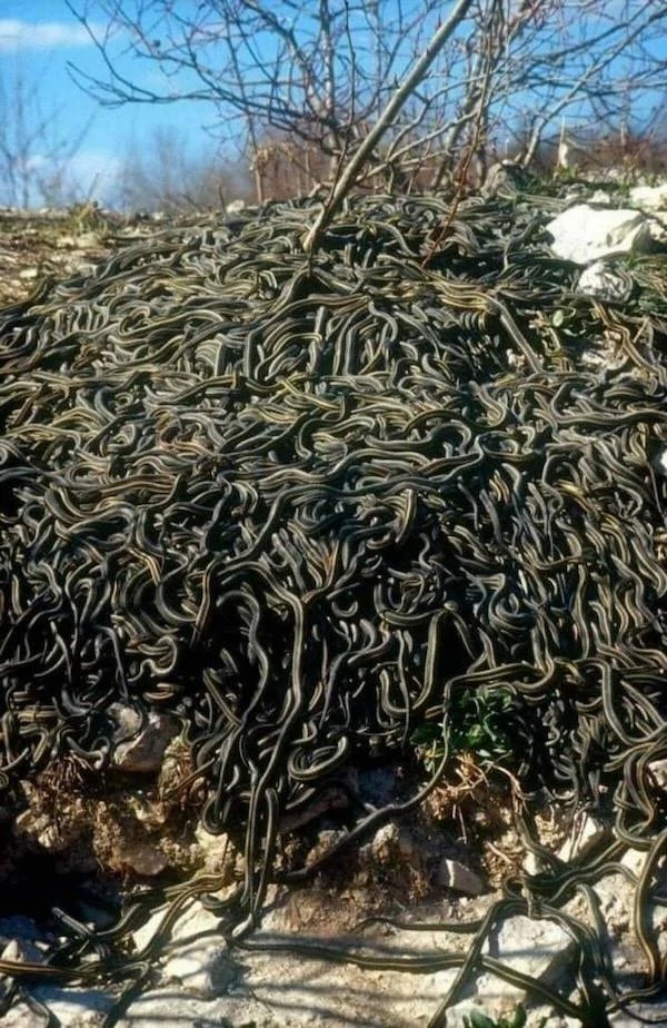 Pictures Filled with Nope - garter snakes coming out of hibernation