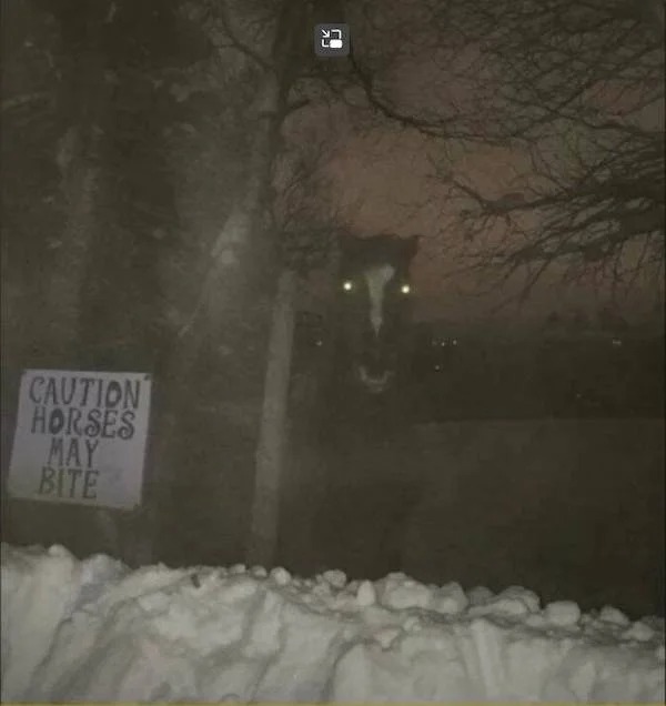 Pictures Filled with Nope - scary horse at night - Caution Horses May Bite C