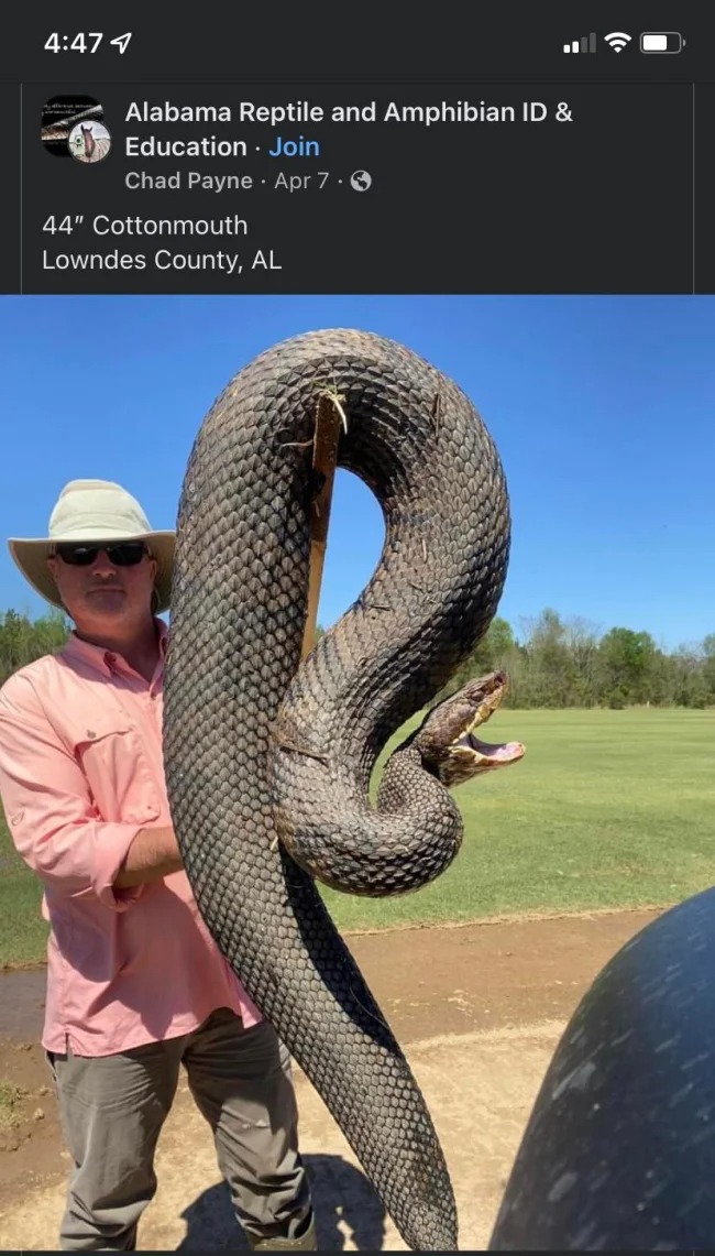 fun facts - 44 cottonmouth lowndes county al - 4 Alabama Reptile and Amphibian Id & Education Join Chad Payne Apr 7. 44" Cottonmouth Lowndes County, Al