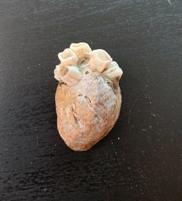 “Was at the beach and found a shell with barnacles on it that makes it look like an anatomically correct heart”