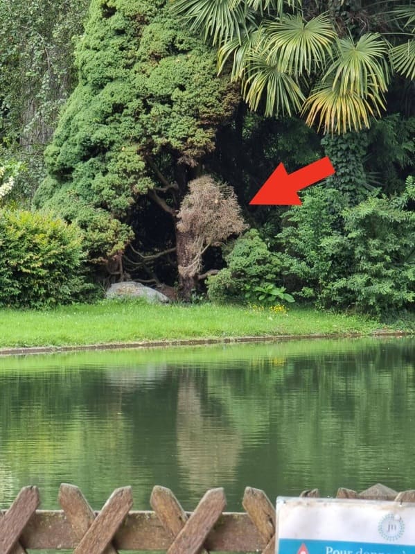 “This dead branch looks like a Lion”