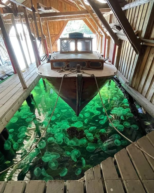 “A school (?) of jellyfish congregated under this boat.”