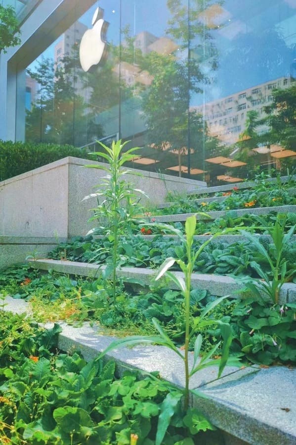 “Shanghai Apple store covered in weeds from neglect due to covid quarantine”