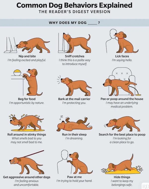Interesting Charts and Maps - Dog - Common Dog Behaviors Explained The Reader'S Digest Version Nip and bite I'm feeling excited and playful. Beg for food I'm opportunistic by nature. Roll around in stinky things What smells bad to you may not smell bad to