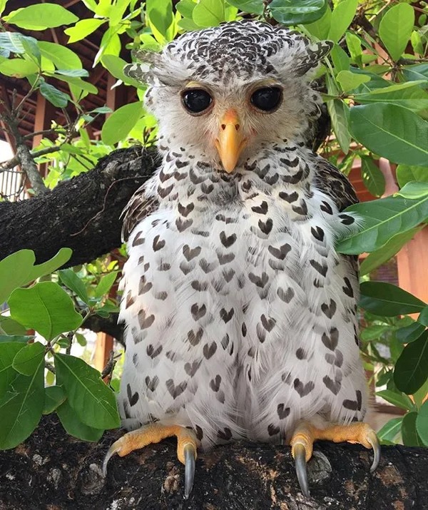 interesting things - discoveries - spotted bellied eagle owl