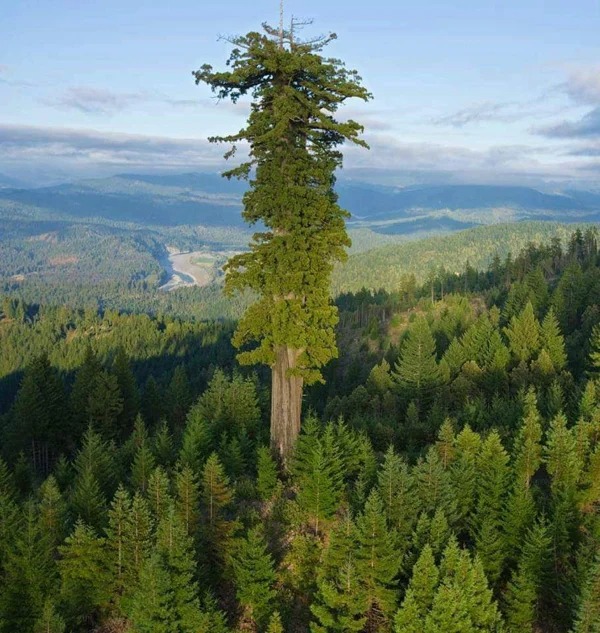 interesting things - discoveries - highest tree in the world