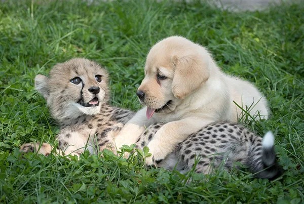 “Cheetahs are very shy animals. So some zoos give them support dogs like those for humans. It’s the cutest thing ever.”