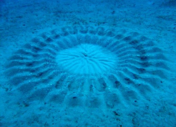 “The puffer fish creates a work of art for his prospective love. One of the most extraordinary things.”