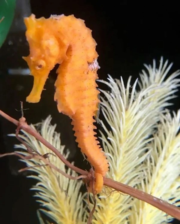 “Most seahorses are monogamous and mate for life. Young seahorses actually go on ‘dates’ with their prospective partner before settling and starting to procreate. They can also be seen swimming in pairs with their tails linked together.”