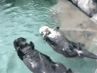 “Sea otters hold hands when they sleep to keep from drifting apart.”
