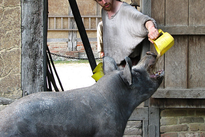 I used to work at a therapy farm for people with mental health issues/learning difficulties. Never had any problem until we had an open day for the general public when, after a panicked rush to the hospital, we had to put up huge signs telling people not to put their whole hands into the pigs mouth when feeding them.

(These were BIG pigs with enormous tusks, most of our clients were wary even going near them not sure what that lady was thinking. She was lucky she kept all her fingers!)