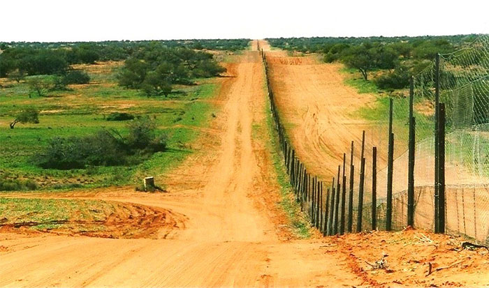 There is a fence in Australia that stretches the equivalent distance of London to New York.