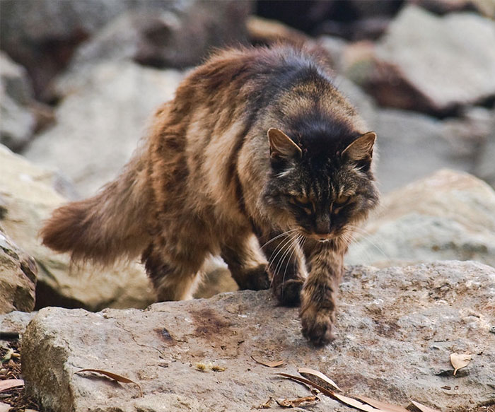 Late to the party, but:

Feral cats in Australia [take out] around 377 million birds per year.

That's more than one million birds per day.

One million. Per day.