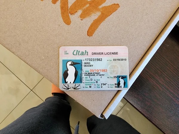 amazing discoveries - oddities - label - Ut Usa Utah Driver License 173237562 Bird Booby 44 008 05101983 104 Main Street Hurricane, Ut 84737 s op 1 Z End Class D 12 Restrictions B Donory 14 Sex M 17 Wt 2 2'04" 03182010 4x05102010 Eyes Bu Har None