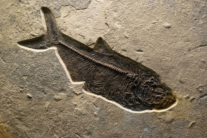 of Mary Anning, who discovered, with her brother, the first ichthyosaur fossil at age 12. She would go on to discover many more fossils and revolutionize the science of paleontology. However, due to being a woman in the early 1800s, she rarely received full credit for her discoveries