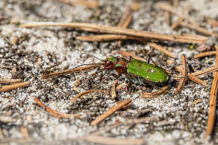 Tiger beetles run so fast they temporarily blind themselves. When moving at up to 120 body lengths per second, their environment becomes a blur as their eyes can't gather enough light to form an image