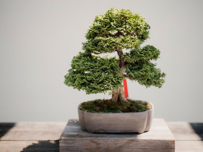 A bonsaï tree is not a species of tree. It's just a regular tree. Bonsai is a method of growing trees which aims to create an image of a large mature tree but in miniature