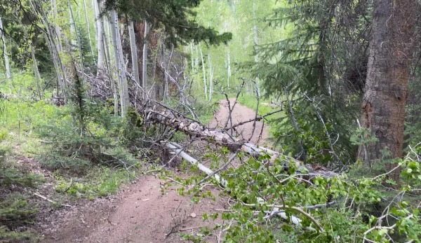 “Drove in for a hike and as we tried to drive out two trees have fallen and blocked our exit.”