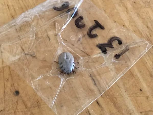 “I found this lil’ guy chillin on my bed this morning”