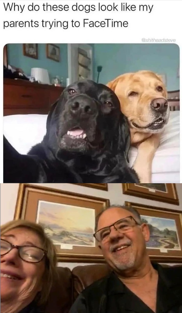 dank memes - Why do these dogs look my parents trying to FaceTime