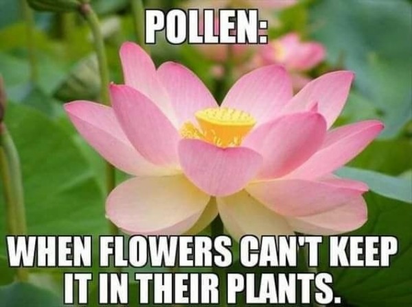 funny and naughty memes for adults - flower meme - Pollen When Flowers Can'T Keep It In Their Plants.