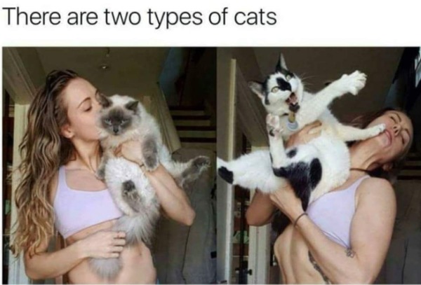 funny and naughty memes for adults - there are 2 kinds of cats - There are two types of cats