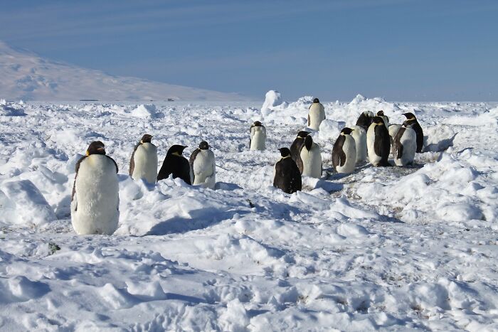 disturbing facts - emperor penguin toughest in the planet colonies antarctica earth