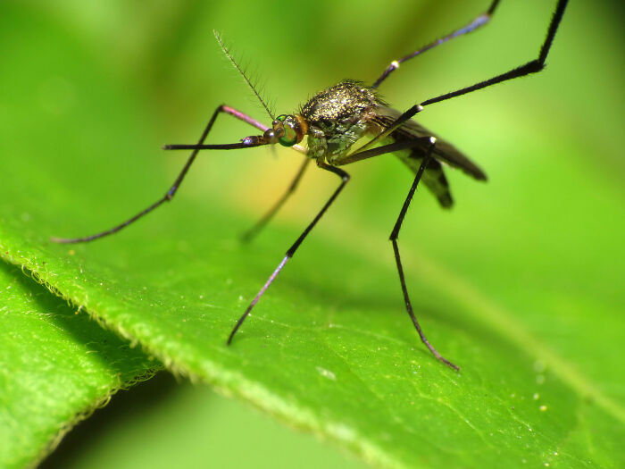 disturbing facts - mosquito biting plant