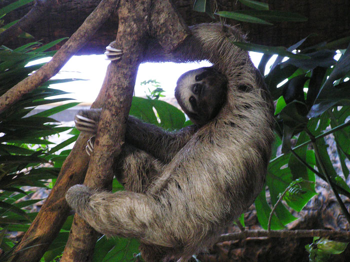 disturbing facts - three toed sloth