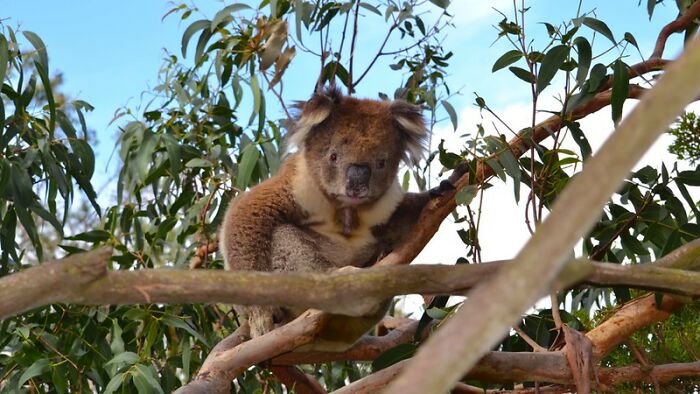 disturbing facts - koala