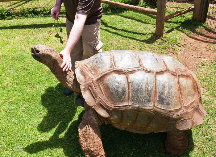 disturbing facts - tortoise