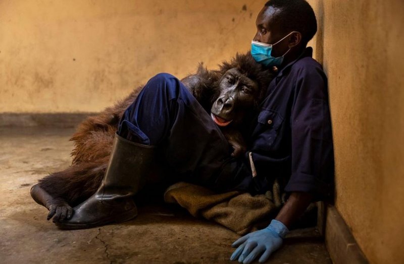 Ndakasi the gorilla, took her final breath in the arms of her caretaker. She was found orphaned as a baby, clinging to her dead mother that was killed by armed militia