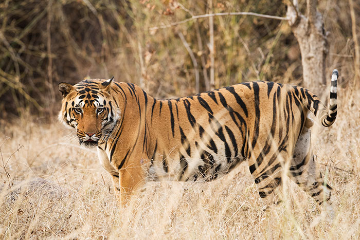 facts - fun facts - ranthambore national park animals