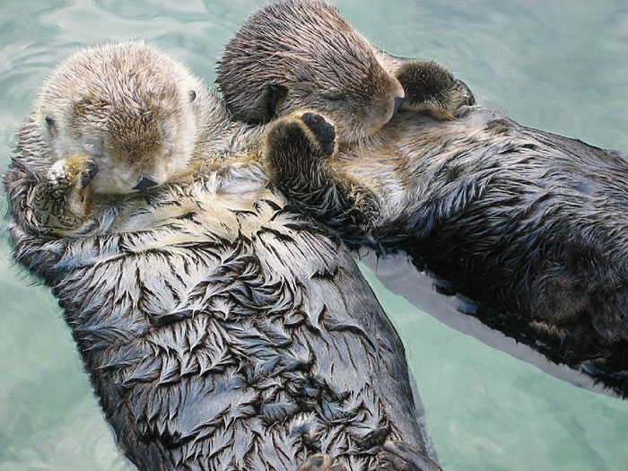 facts - fun facts - sea otters holding hands