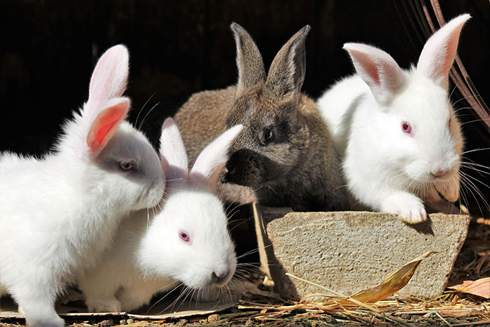 facts - fun facts - breeding rabbits