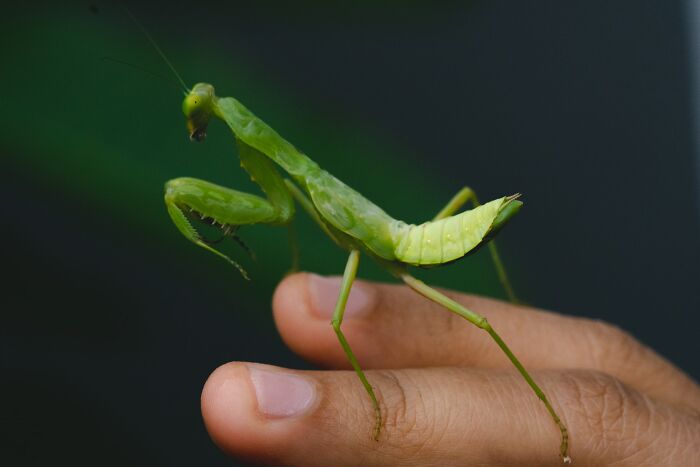 8 billion baby praying mantises in my house. Over the fall, my daughter went out into the woods and collected every praying mantis cocoon she could find and put them in a shoebox in her bedroom. They all hatched in the early spring while we were visiting my parents for the day...