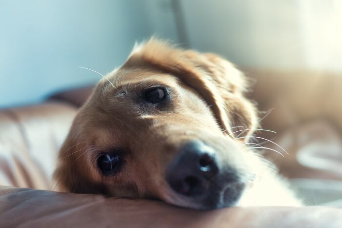 An old dog of mine had become sick after getting ahold of a large batch of double fudge brownies at some point during the day, and by the time I got home, I walked into a house with no less than 25 separate puddles (yes, puddles) of s**t. Poor fella had to eat bland boiled chicken and rice for a week.