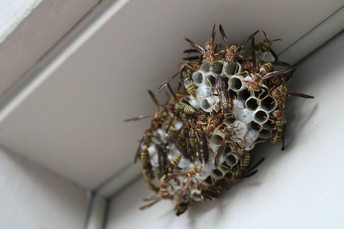 My dad came home to find a wasp in the house. And then another. And then another. He investigated. Heard a buzzing coming from the dining room. An entire nest of wasps had been living in the walls and chewed through the sheetrock (or whatever it is they did) and were now pouring into the house through the hole.